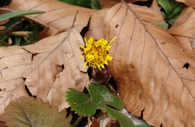 Coltsfoot2