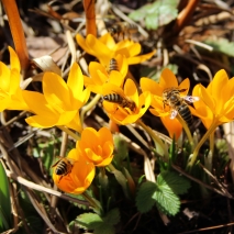 Yellowcrocusandbee